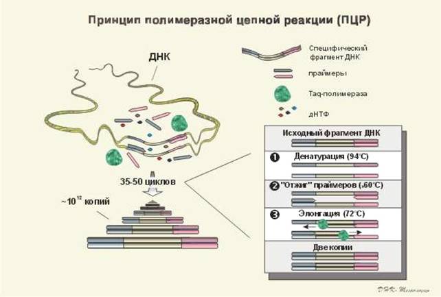 http://www.gmpua.com/Biotechnology/UA/Ref/PCR/image001.jpg