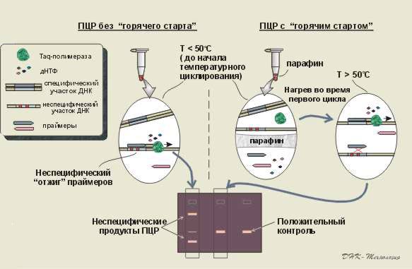 Схема постановки ПЦР с использованием "горячего старта" (Hot start).
